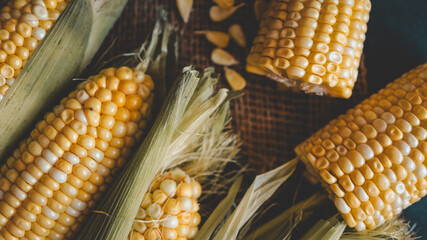 Freshly harvested corn on the cob with husks and kernels scattered on burlap