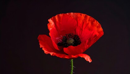Close-up of a vibrant red poppy