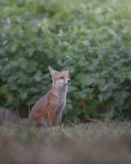 Fototapeta premium Doubtful Young Fox Cub