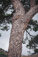 Obraz premium A thick tree trunk shows its rough bark texture while standing tall under a cloudy sky. Surrounding green leaves provide shade in a natural outdoor setting during the day