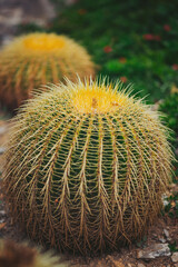 A round cactus with yellow flowers stands among green plants in a garden. The sun shines down, highlighting the spines and the texture of the cactus