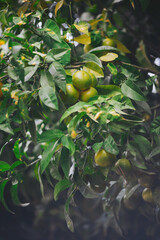 Lemon tree shows green lemons hanging from branches in a garden setting. Leaves surround the fruit and sunlight filters through the branches in the afternoon