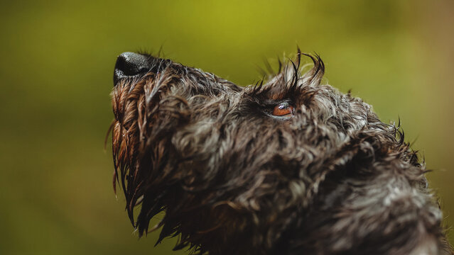 Wirehaired dachshund dog head detail with wet nose and brown eye looking up on green background