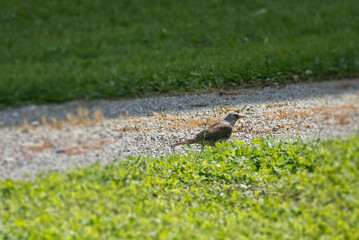 Fieldfare (Turdus pilaris) sitting on grass in Rougemont, Switzerland