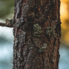 Pine Tree Bark with Lichen in Soft Natural Light