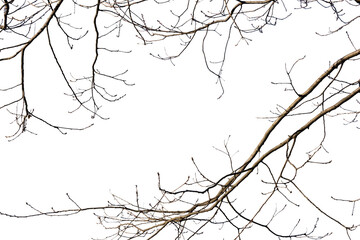 Tree branches, gothic style, horror style PNG © Jordi
