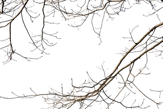 Tree branches, gothic style, horror style PNG