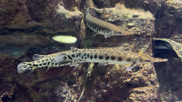 Spotted gar fish swimming in a freshwater aquarium with rocky background. Lepisosteus oculatus underwater close up view