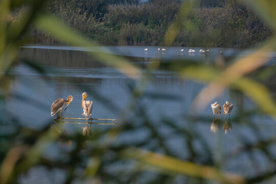Great White Pelicans resting in a lake framed by blurred reeds.
