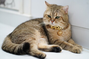 Fototapeta premium Adorable golden cat with unique collar relaxing on a white floor, showcasing its peaceful demeanor and beautiful fur, perfect for cozy home settings