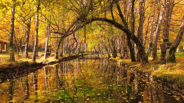 Yellow Curved Trees and Zezere River Source at Covao da Ametade in Autumn. Reflection on Water. Drone Shot. Serra da Estrela, Portugal. Moving Backwards at Low Level