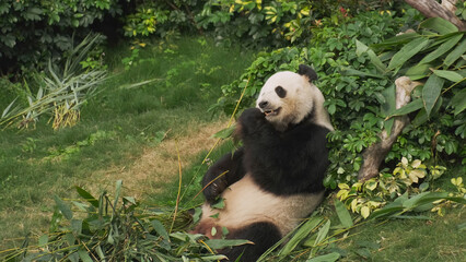 Cute giant panda bear eating bamboo © Kokhanchikov