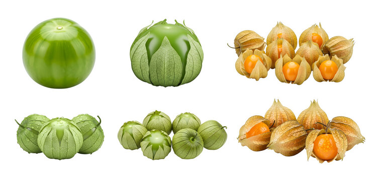 A fresh selection of various green husk tomatoes and golden physalis fruits isolated on a white background perfect for fresh produce marketing or cooking visuals