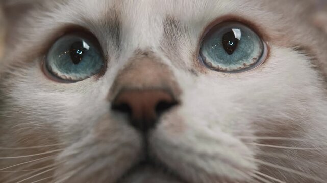 Extreme close up shot shows cats blue eyes filling frame, with tiny reflections of warm fairy lights dancing in pupils, creating dreamy holiday atmosphere and emphasizing curiosity of pet.