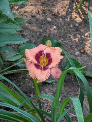 A genus of plants of the subfamily Liliaceae of the family Asphodelaceae.