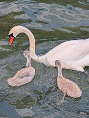 White swan with chicks on Lake Narach, Belarus.