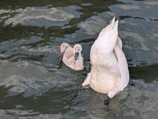 A swan diving into the water on Lake Narach, Belarus.