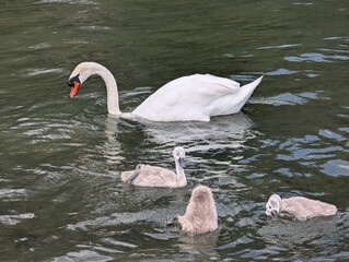White swan with chicks on Lake Narach, Belarus-2.