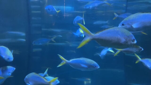Large school of yellowtail fusilier fish swimming together in deep blue ocean water