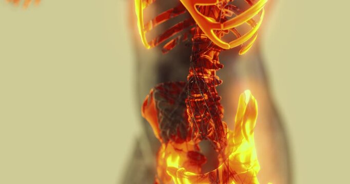An intricate representation of the human skeleton, showcasing bones and joints in a glowing format. This artwork emphasizes anatomical features important for understanding human form.