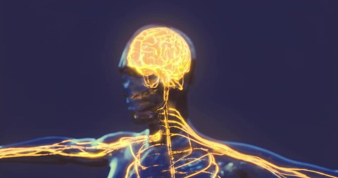 A detailed depiction of human brain anatomy shows neural connections and pathways within the skull. This representation emphasizes the complexity and functionality of the brain in a dynamic manner.