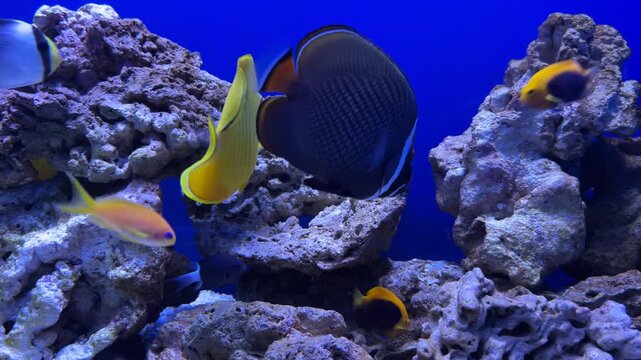 Bright yellow butterflyfish swimming near a coral reef in a blue saltwater aquarium