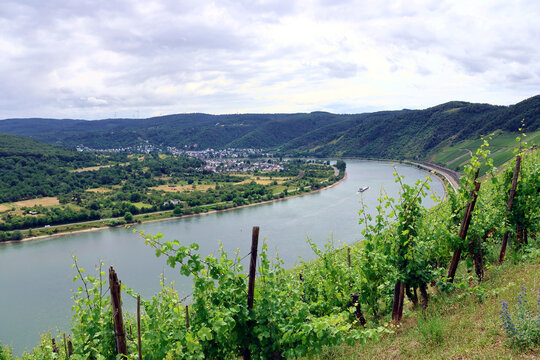 Panoramablick auf den Bopparder Hamm und den Rhein im UNESCO-Welterbe Oberes Mittelrheintal. Aussicht vom Traumpfad Rheingoldbogen bei Spay in Rheinland-Pfalz.
