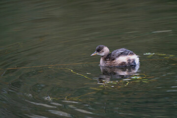 Little Grebe (Tachybaptus ruficollis) swimming in dark water