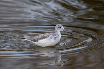 Common Greenshank (Tringa nebularia) wading in water with reflection