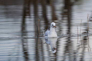 Black-headed Gull (Chroicocephalus ridibundus) in winter plumage swimming