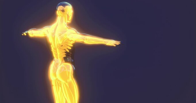 "Human Muscles" Images – Browse 3,690 Stock Photos, Vectors, and Video ...