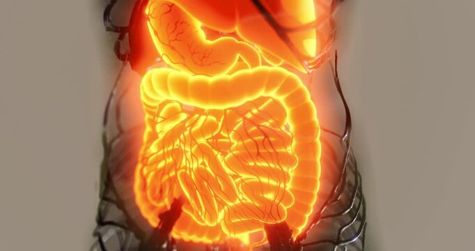 A colorful representation showcases the human digestive system, emphasizing vital organs and their functions within the torso. This educational depiction aids in understanding digestion.