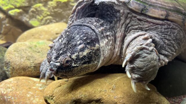 Close up portrait of an alligator snapping turtle head showing scales and powerful claws