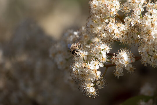 Abeilles butinant 