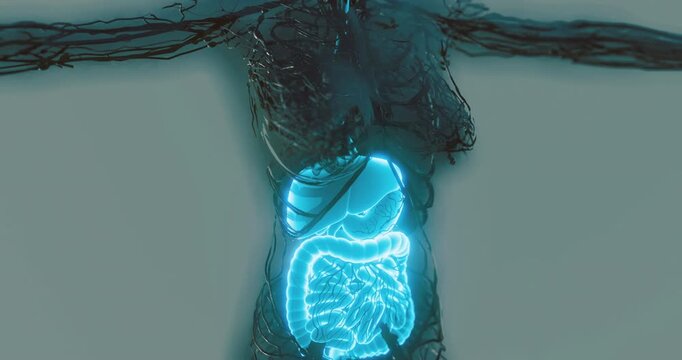 Detailed illustration displays the human digestive system with illuminated organs. It highlights the intricate connections and arrangement of the intestines and stomach for educational purposes.