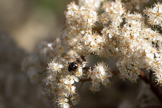 Abeilles butinant 