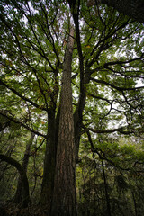 Die gerade Kiefer w&auml;chst genau durch eine kurz dahinterstehende Doppeleiche empor, Kaltensteinpfad, Saarland