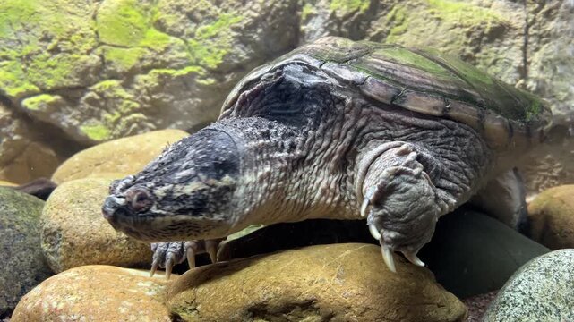 Common snapping turtle resting on large smooth stones in a terrarium