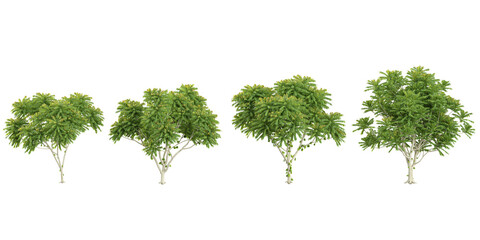 Collection of Averrhoa trees on transparent background