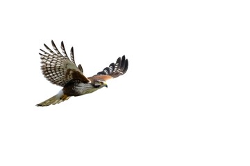 Fototapeta premium A majestic hawk soars through the crisp white sky, wings outstretched and feathers glistening in the sunlight with freedom and power.