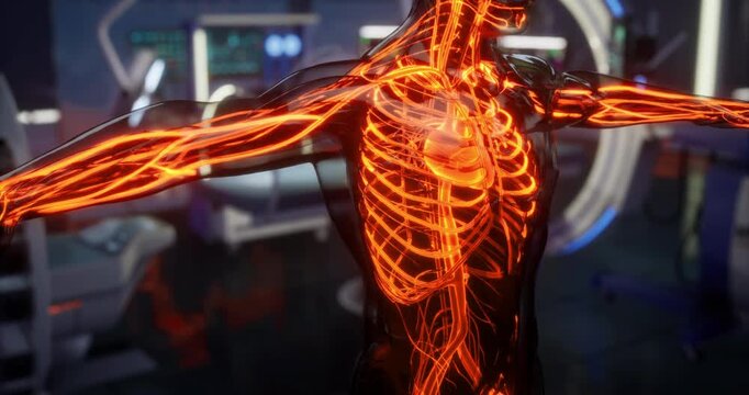 A detailed representation of blood vessels and the heart within a human anatomy model, showcasing the intricate network essential for circulation during an educational demonstration.