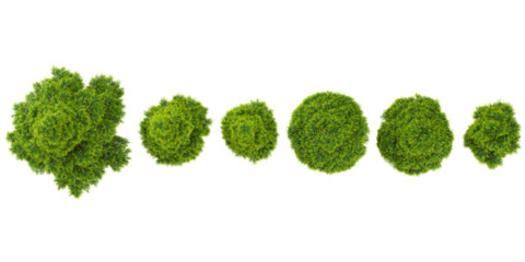 Collection of sabina trees on transparent background from the top view