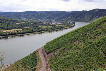 Aussicht auf die Weinberge am Bopparder Hamm bei Boppard und den Fluß Rhein im Mittelrheintal....