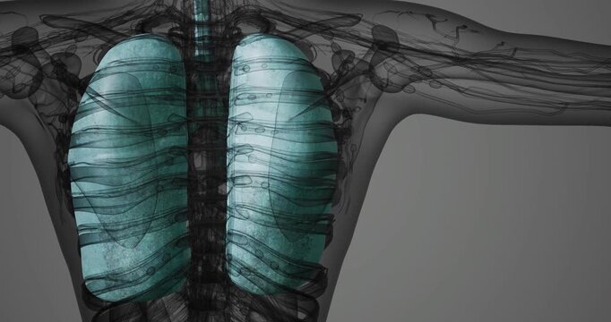 This illustration displays the human lungs highlighted in blue against a monochrome background, emphasizing their anatomical structure and importance in respiratory function.