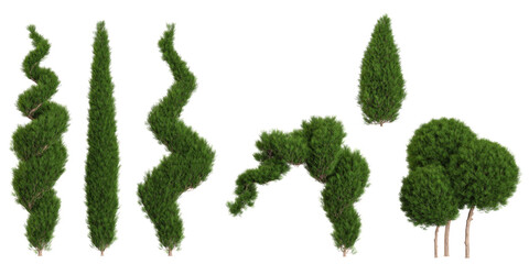 Collection of Platycladus trees on transparent background