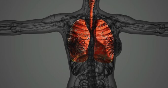 This anatomical representation showcases the human lungs in vivid detail, highlighting their structure and position within the body. The illustration emphasizes respiratory anatomy.