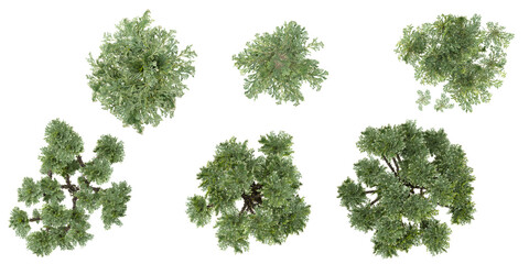 Collection of Selaginella trees on transparent background from the top view