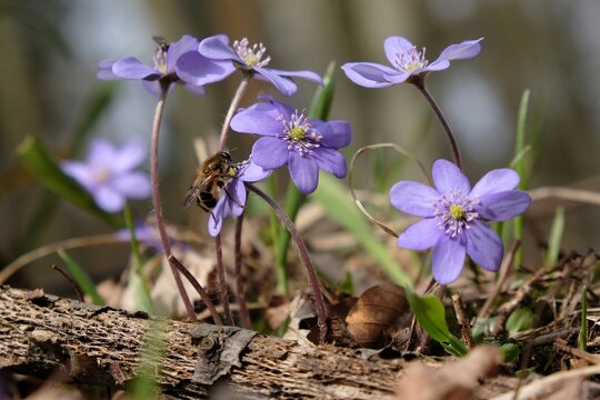 Group of the anemone hepatica kidneywort - violet spring flowers