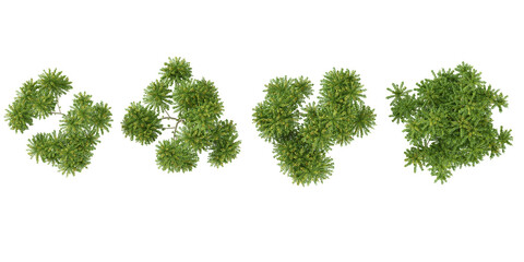 Collection of Averrhoa trees on transparent background from the top view