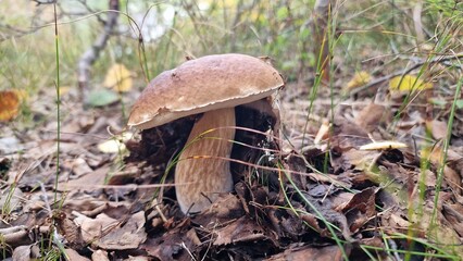 Fototapeta premium A small bolete mushroom emerging from a layer of dry leaves and forest litter.